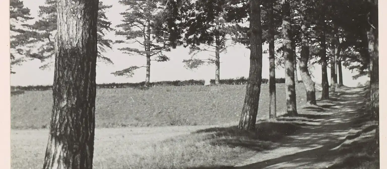 Route bordée d’arbres, photographie ancienne
