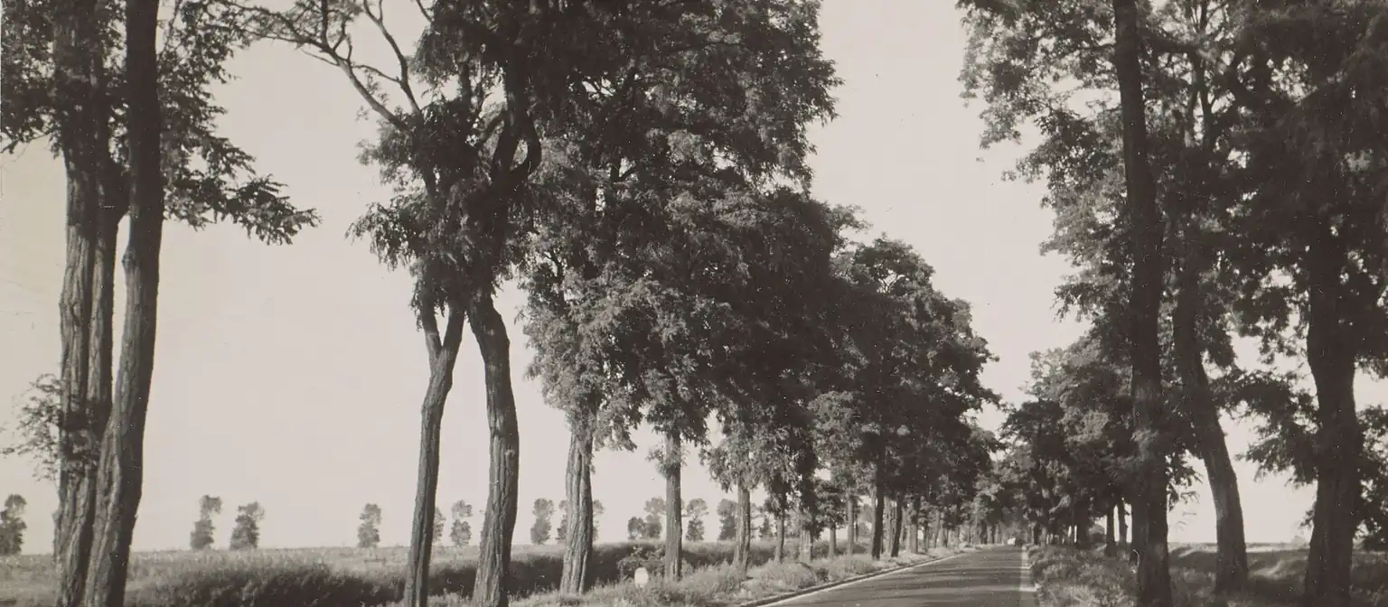 Route bordée d’arbres vers Roissy-en-France, photographie ancienne